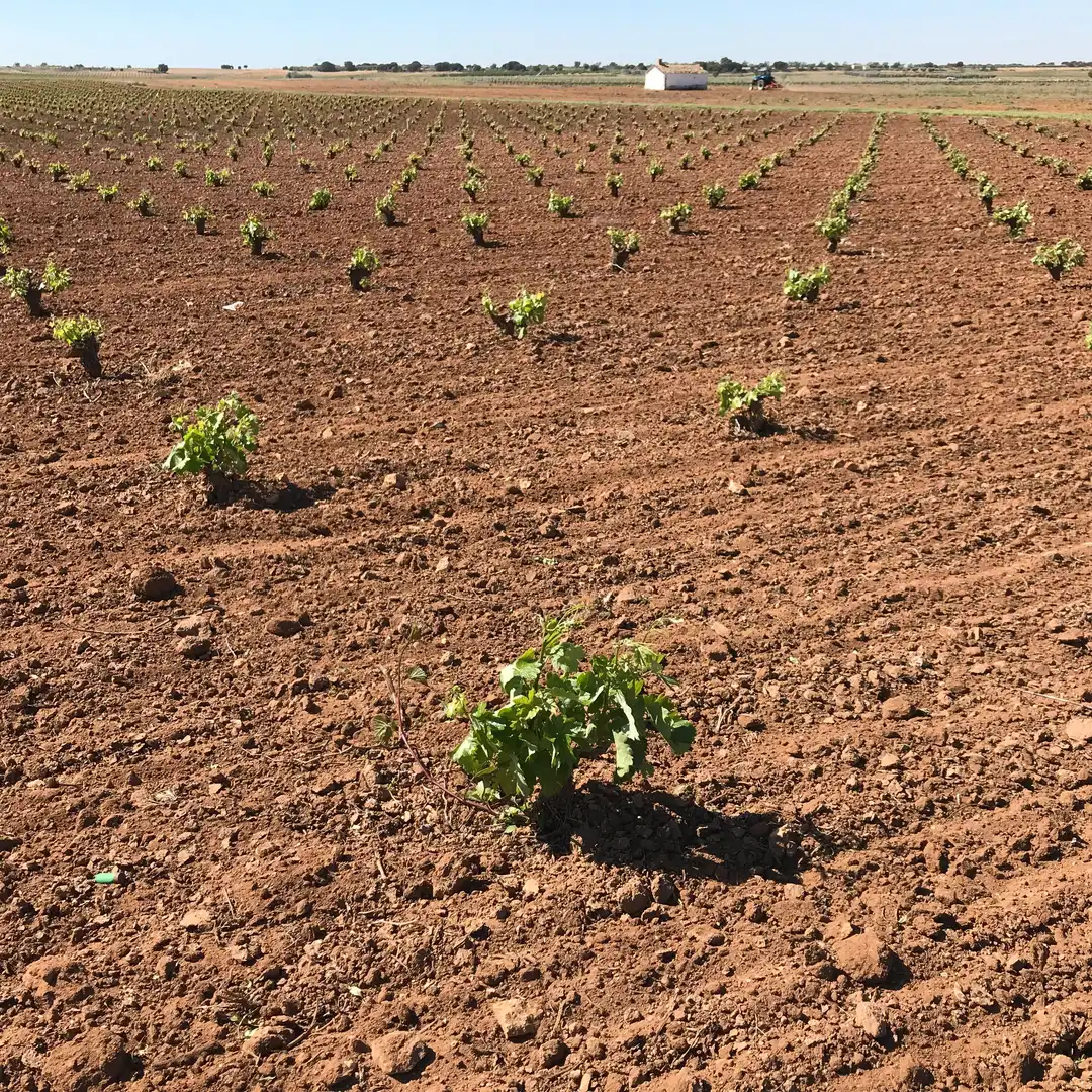Terrenys i solars en venda a Mota del Cuervo, imagen 22