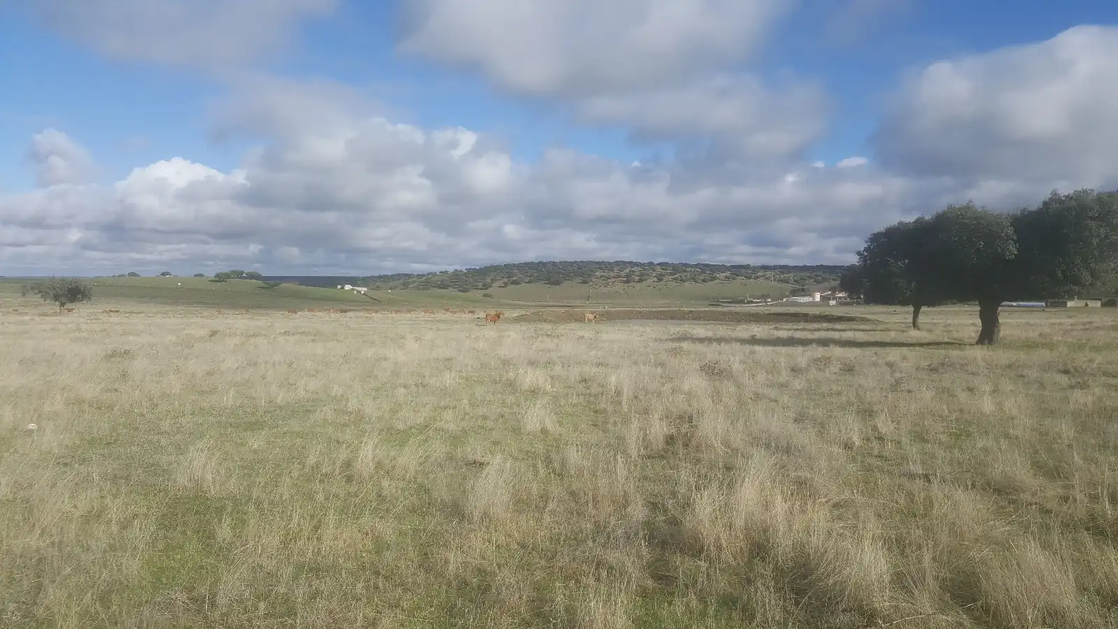 Land for sale in Camino a Puebla de Azaba, 35, Casillas de Flores