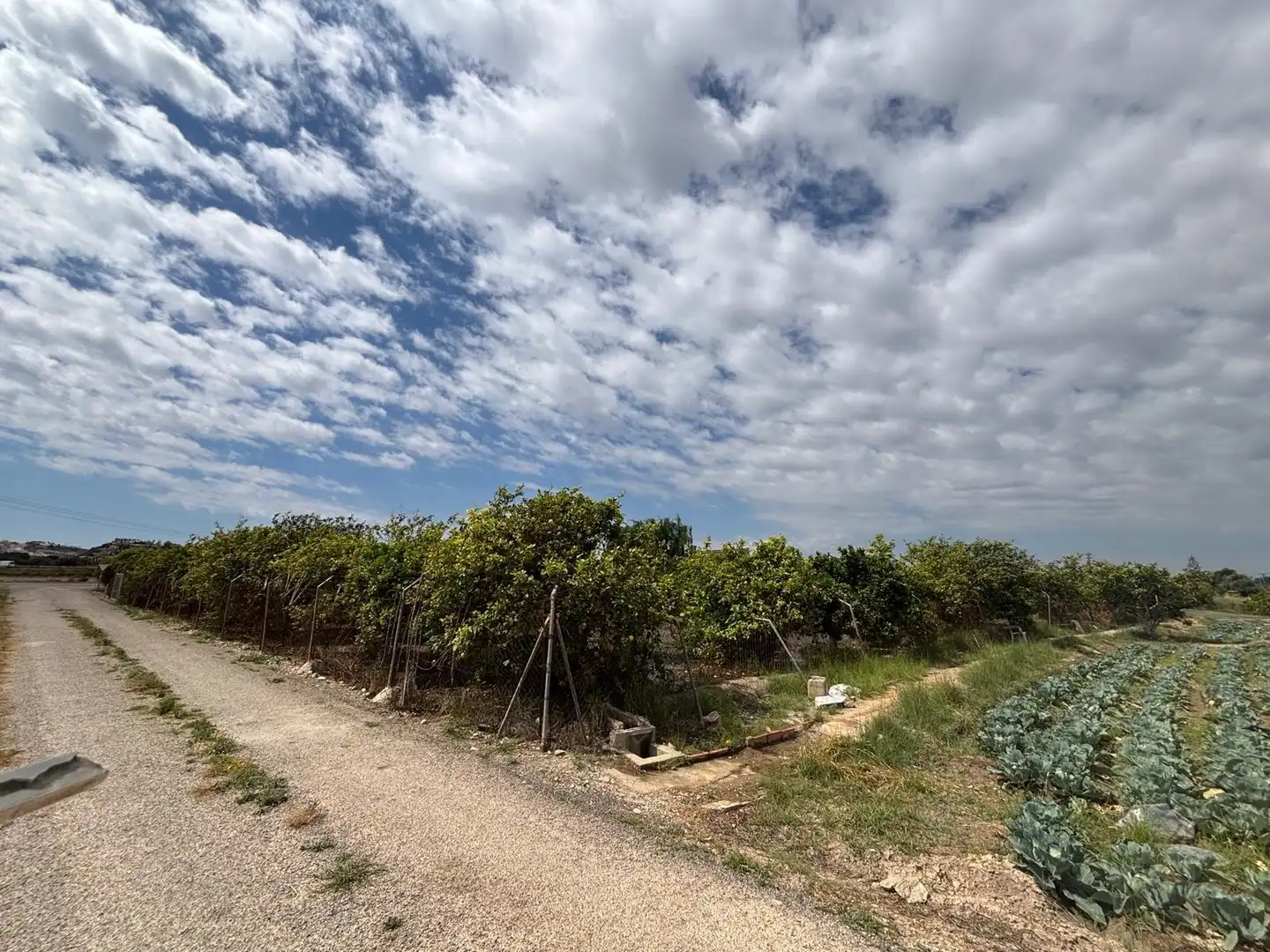 Finca rústica en venta en Guardamar del Segura