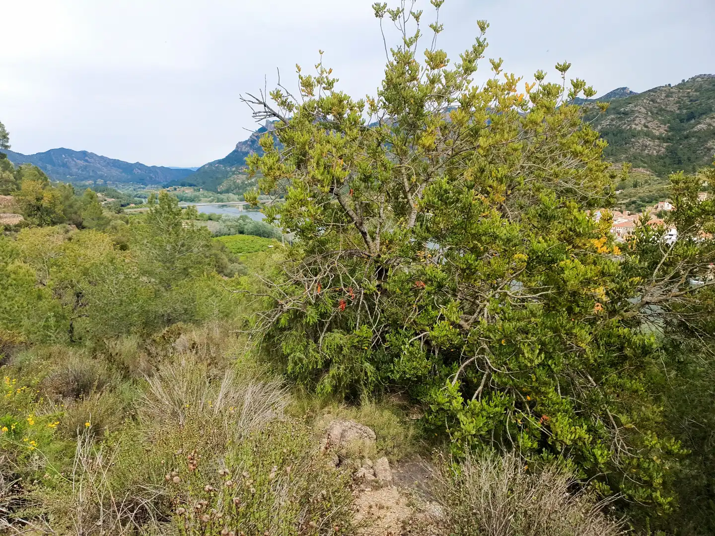 Terrain rustique à vendre à Benifallet, imagen 21