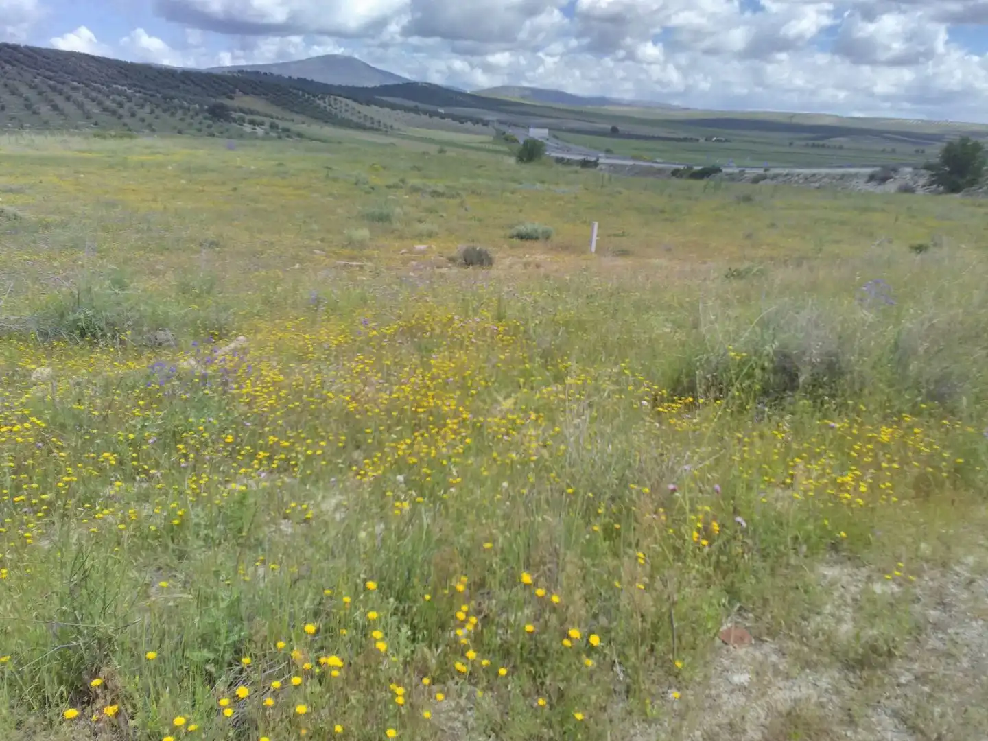 Industrial land for sale in Dehesas Viejas