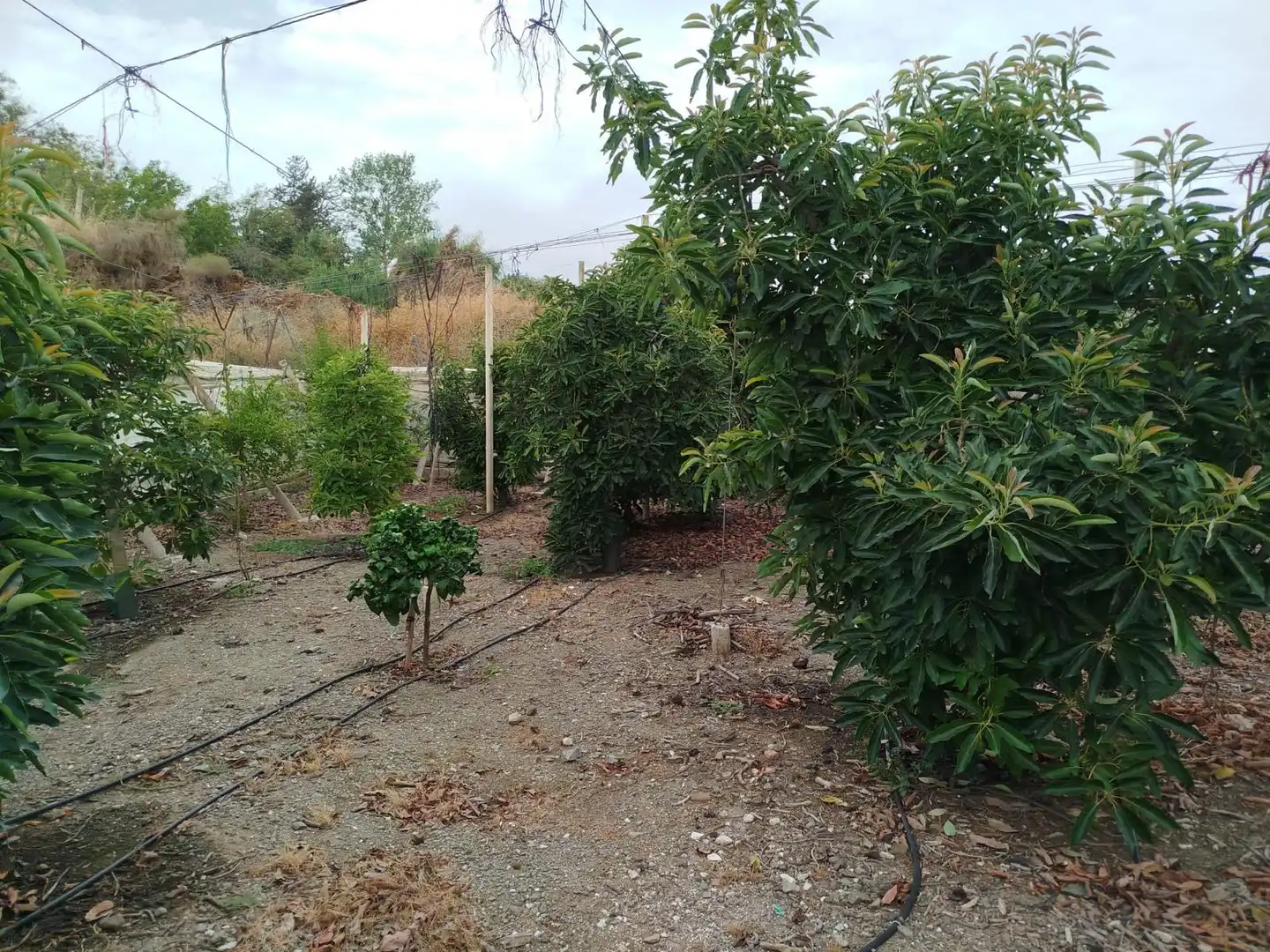 Terrain rustique à vendre à Vélez-Málaga ciudad, imagen 24