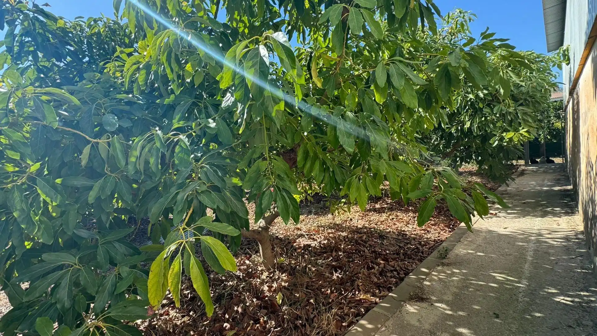 Terreno rustico in vendita a El Romeral - Peñón de Zapata, imagen 8