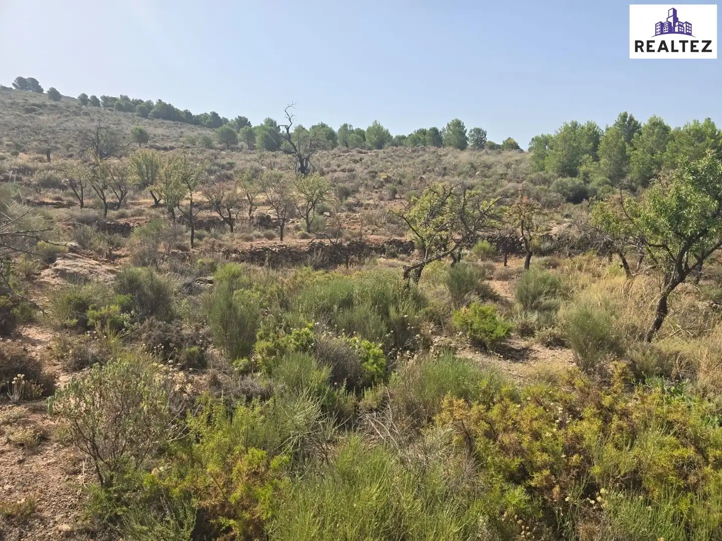 Terrain rustique à vendre à Alcolea, imagen 3