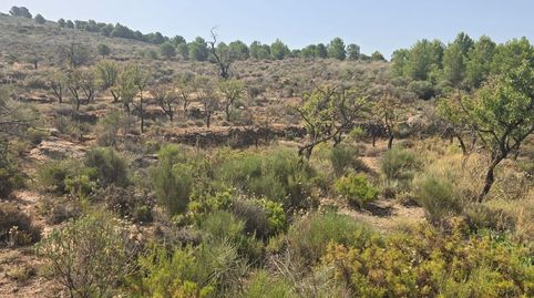 Finca rústica en venta en plena Alpujarra Almeriense, immagine 3