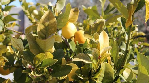 Foto 4 de Casa o chalet en venta en Moraleda de Zafayona, Granada