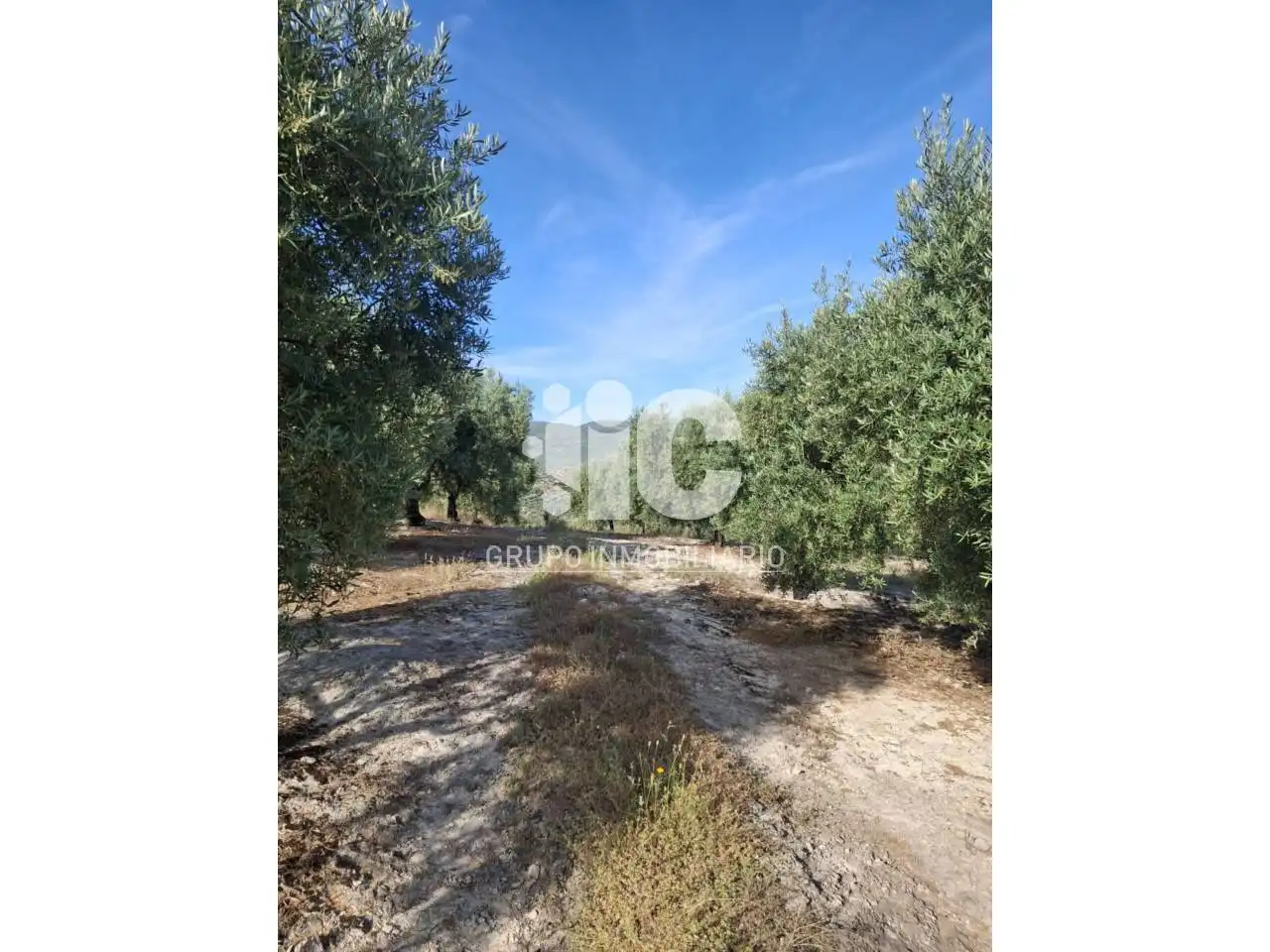 Rural land for sale in Nueva Carteya, imagen 11