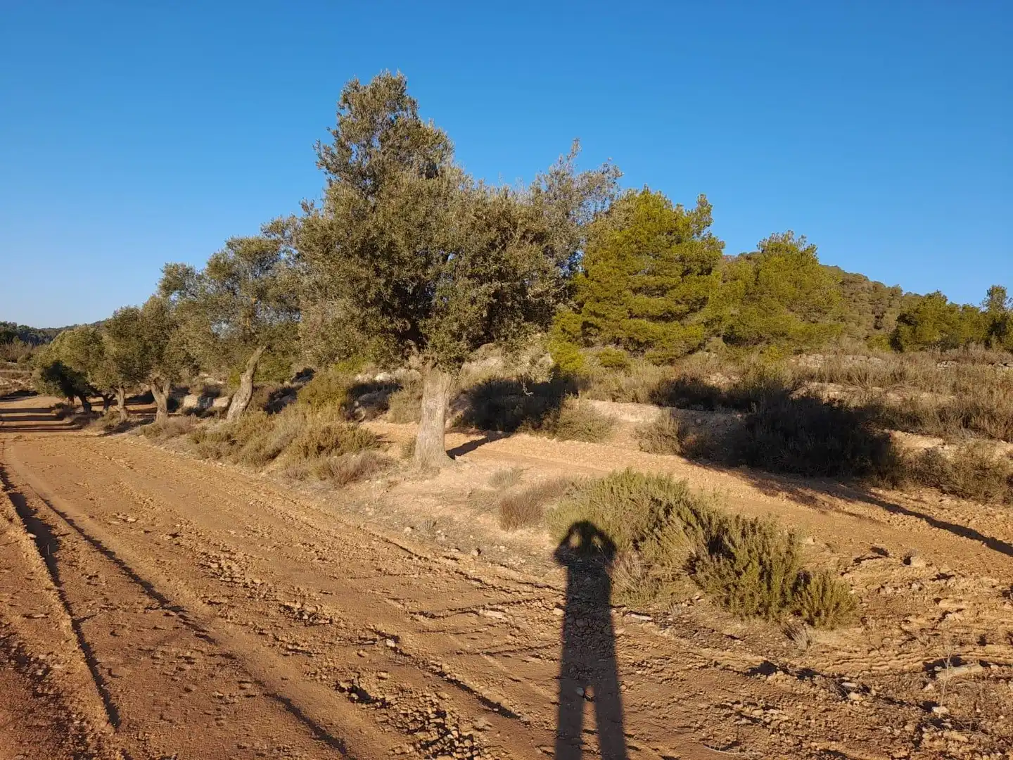 Terreno rústico en venta en Corbera d'Ebre, imagen 12