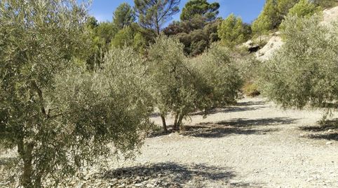SE VENDE FINCA RÚSTICA DE OLIVAR EN LA COMARCA DE ANTEQUERA!, imatge 5
