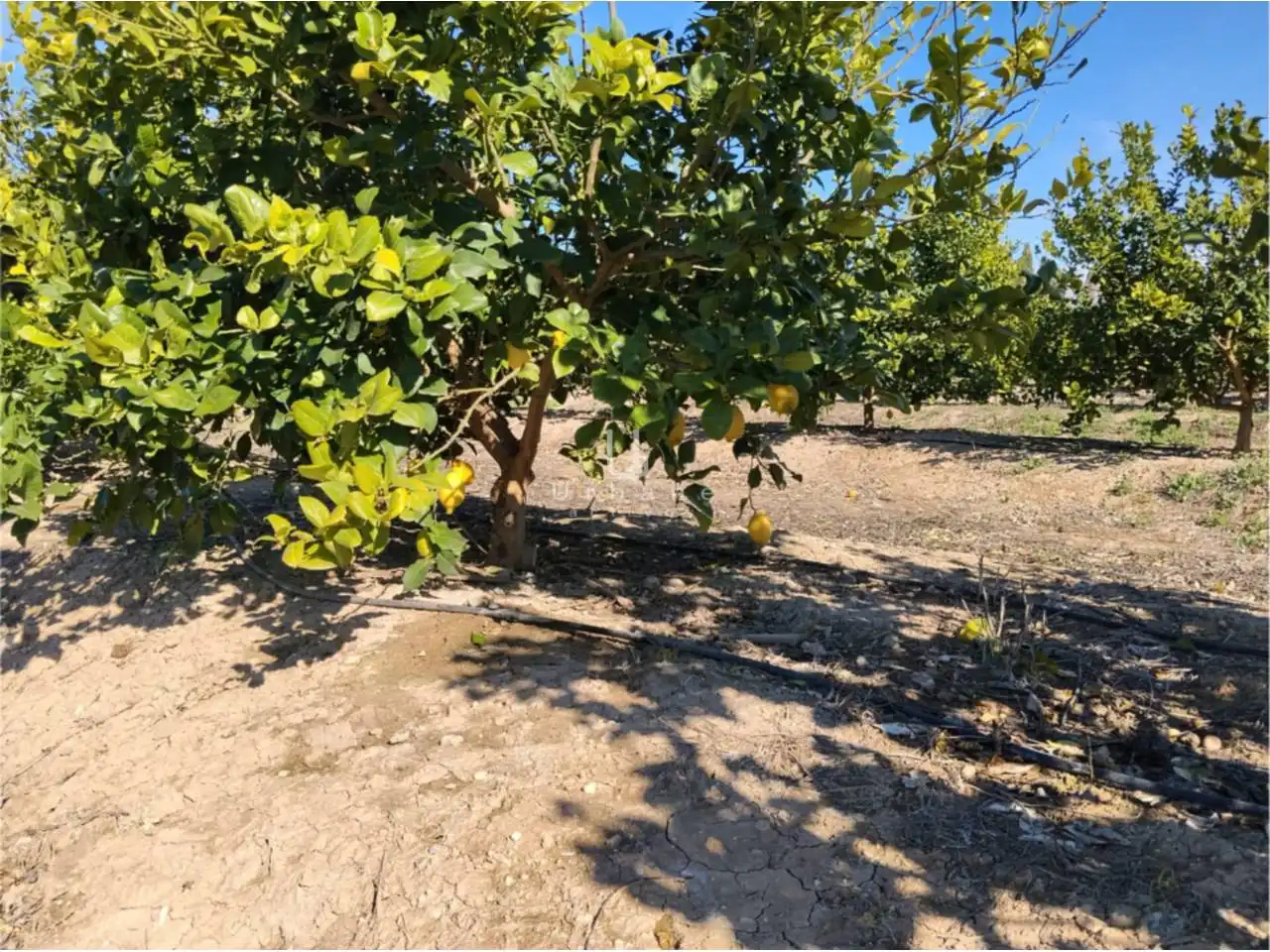 Terreny rústic en venda a Camino Huerta de Abajo, imagen 8