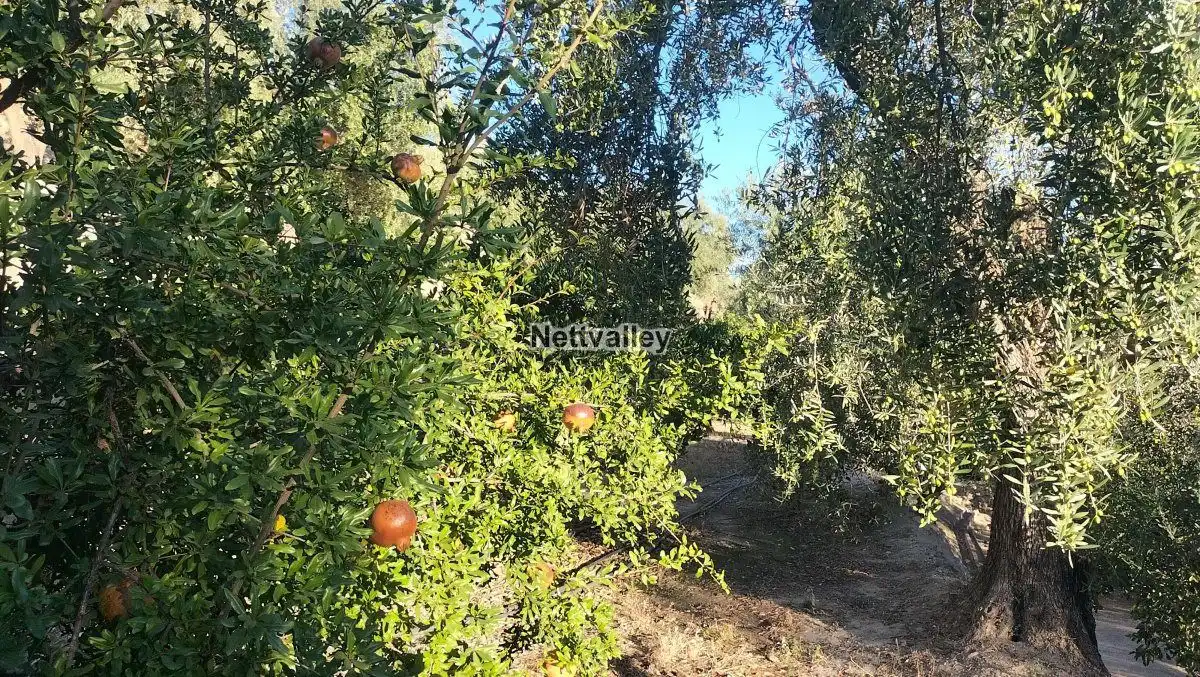 Terreni e lotti in vendita a FUENTE DEL OLIVO, imagen 14