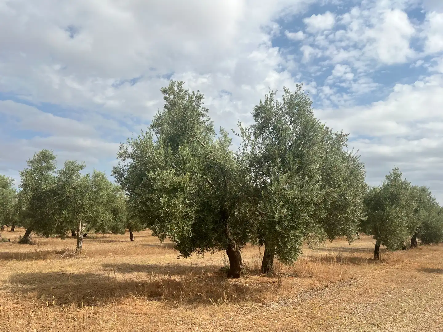 Terreno en venta en Estepa