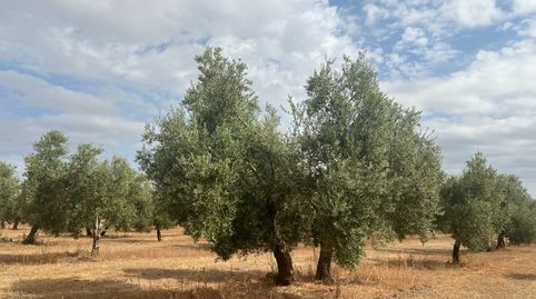 Foto 3 de Terreno en venta en Calle Molinos, 3, Estepa, Sevilla