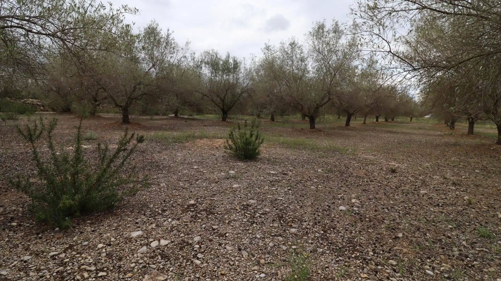 Terreny rústic en venda a Ulldecona