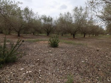 Terreno rustico in vendita a Ulldecona