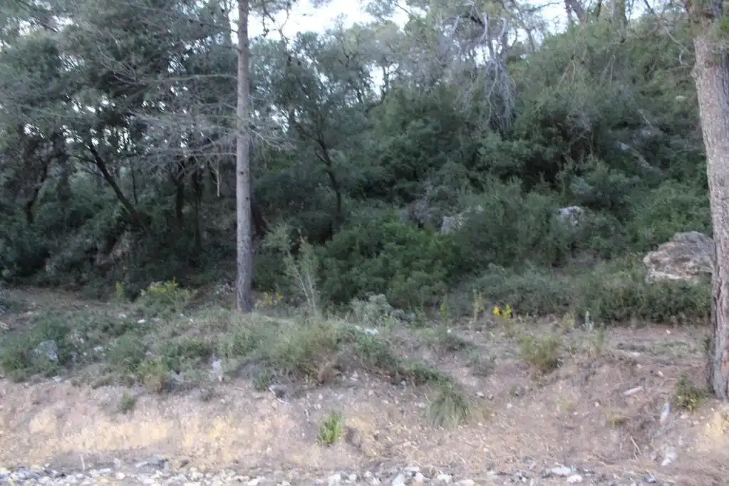 Terreny rústic en venda a ALDEA DE VALLFLOR, imagen 8