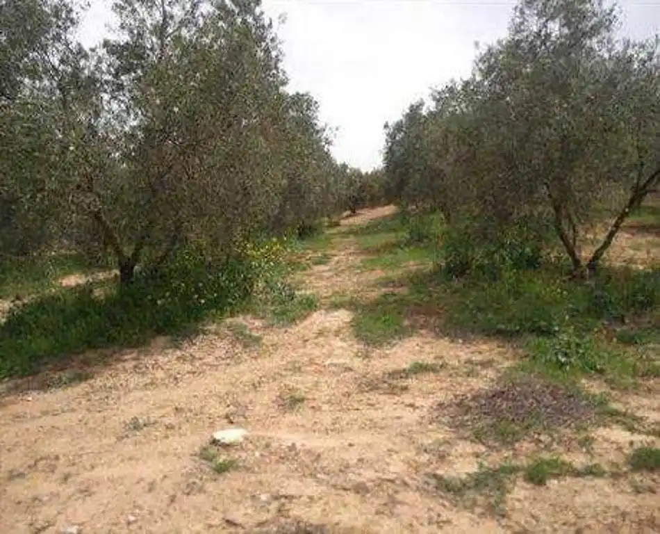 Rural land for sale in Camino de la Dehesa, imagen 2
