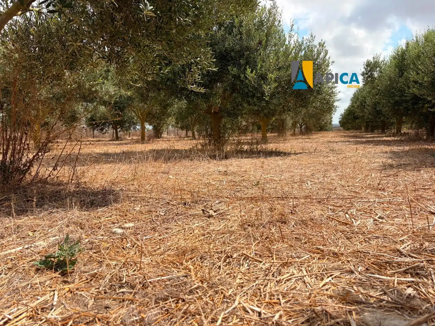 Rural land for sale in Los Franceses – La Vega, imagen 4