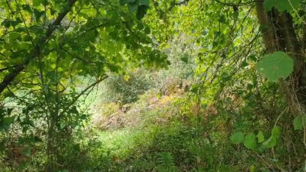 Terreno rustico in vendita a Lugar Carrionina, imagen 3