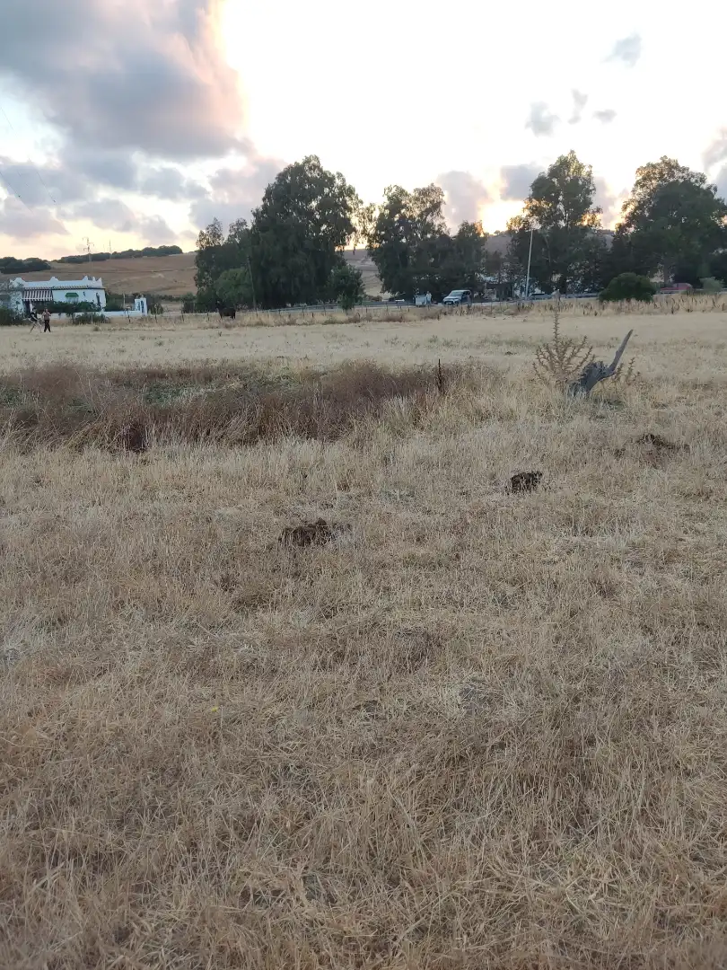 Land for sale in Vejer de la Frontera