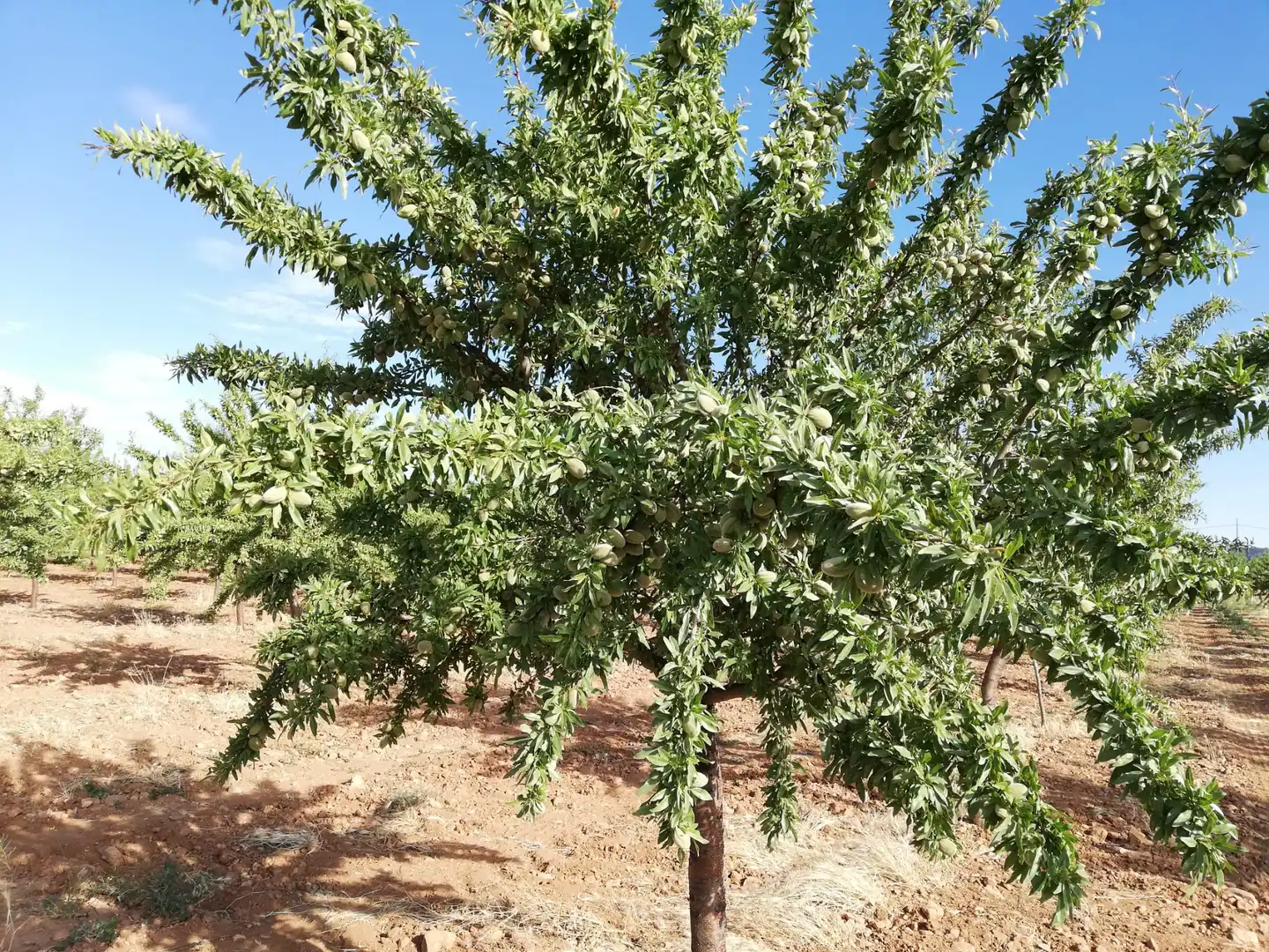 Terreno rustico in vendita a Nambroca, imagen 2