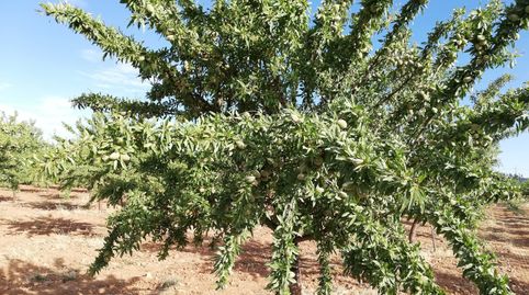 OFERTA DE FINCA RUSTICA CON ALMENDROS y CON AGUA POZO DECLARADO, immagine 2