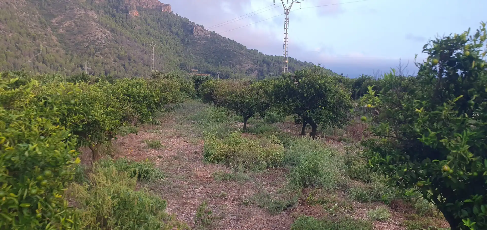 Terreny rústic en venda a Camí Sanchis, imagen 7
