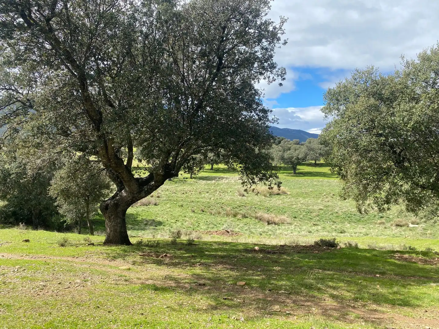Terreny en venda en Mohedas de la Jara