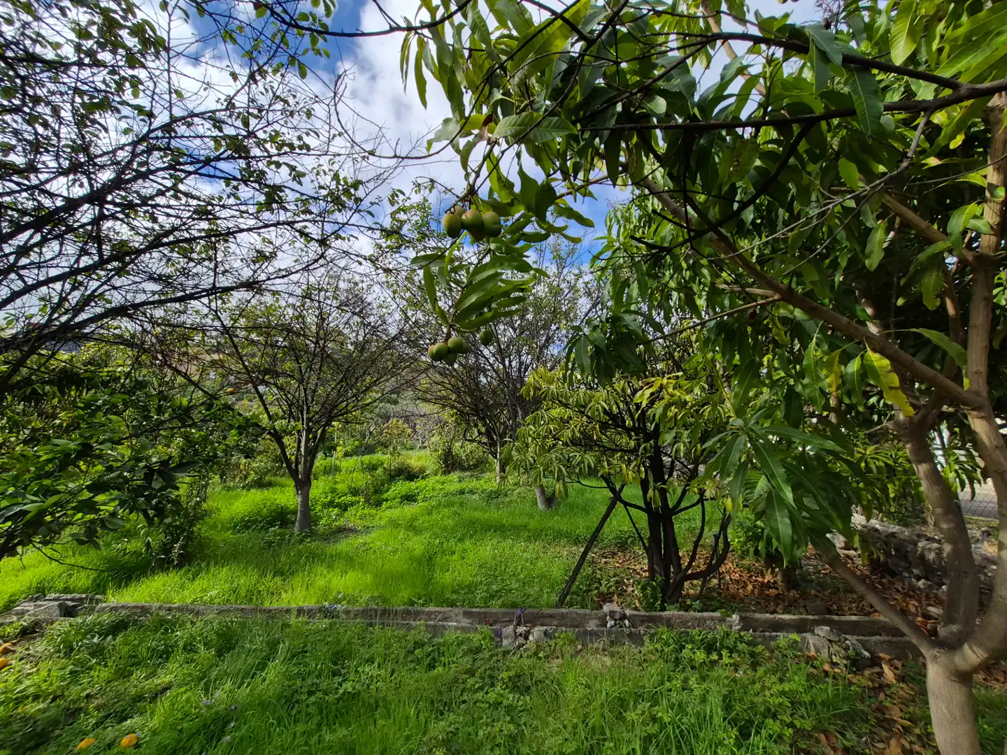 Rural land for sale in Camino la Cueva del Rey, imagen 28