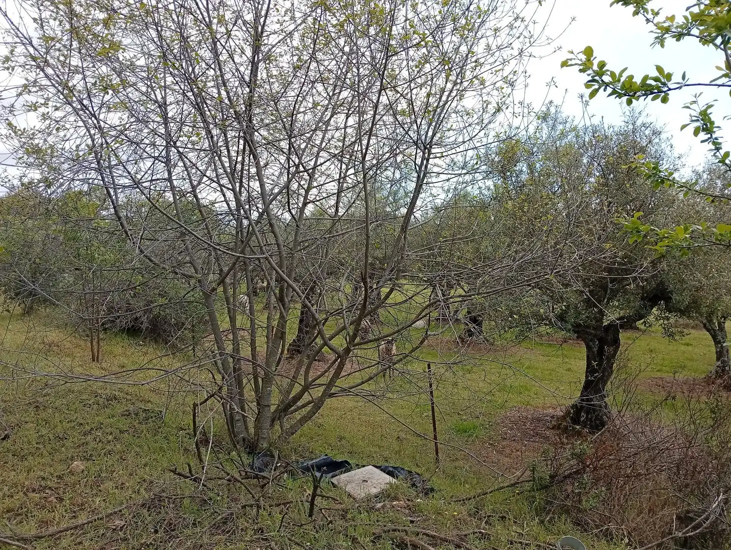 Terreni e lotti in vendita a Villanueva de la Vera, imagen 57