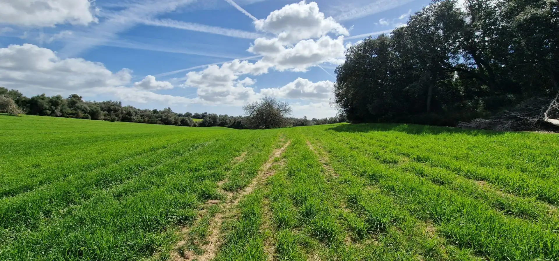Country homes for sale in Manacor
