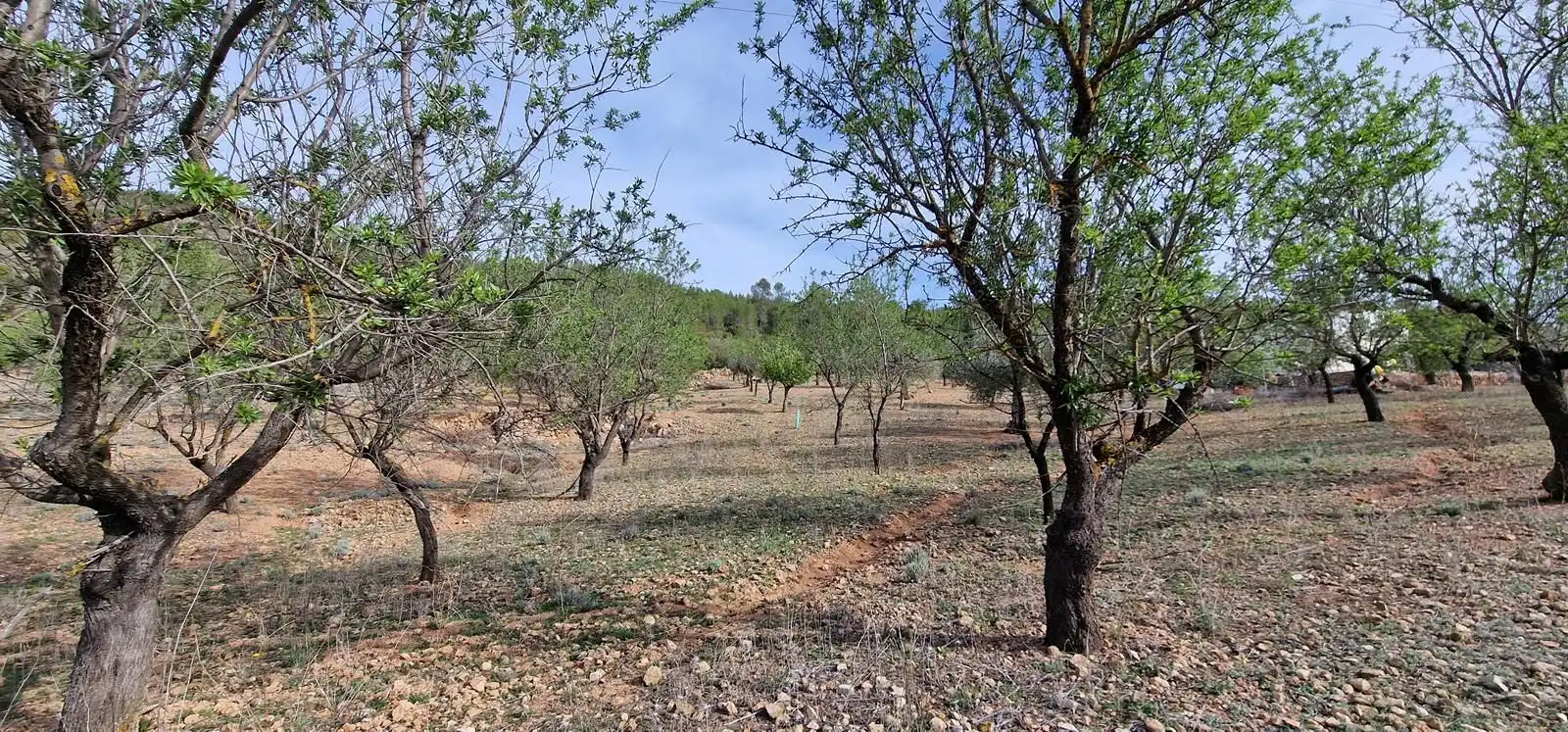Casa rústica en venta en Cortes de Pallás, imagen 36