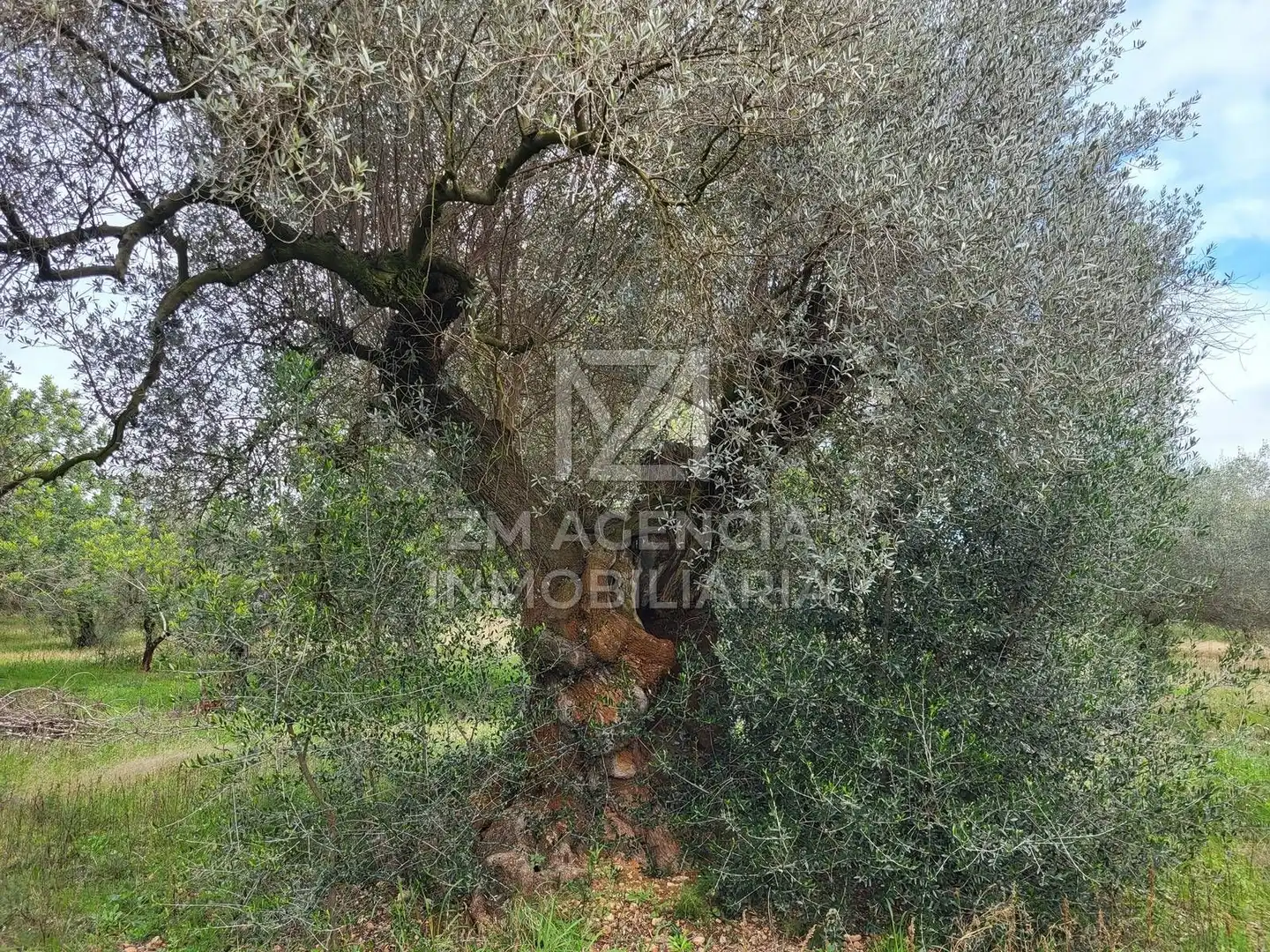 Terreno rustico in vendita a Cabanes, imagen 18