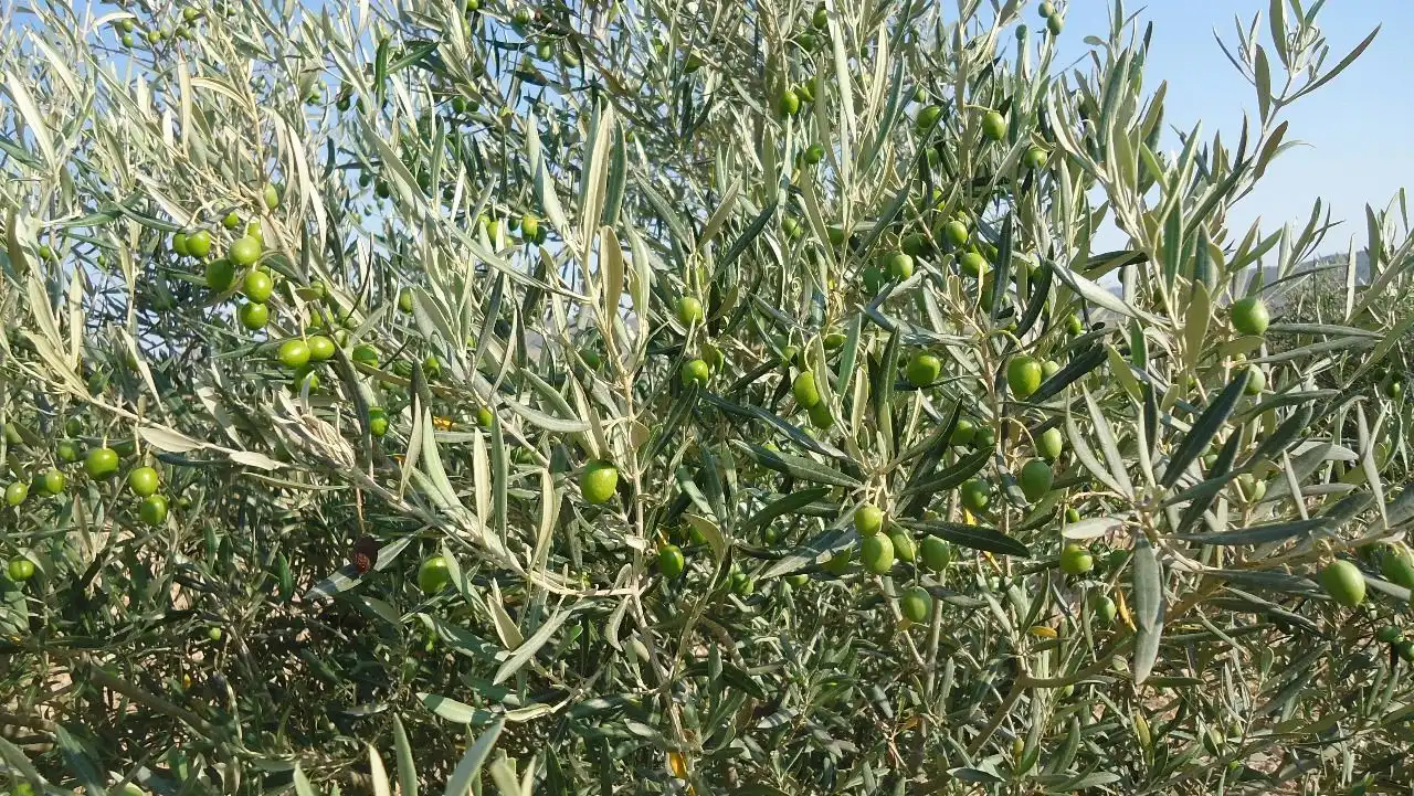 Terreni e lotti in vendita a Yecla, imagen 9