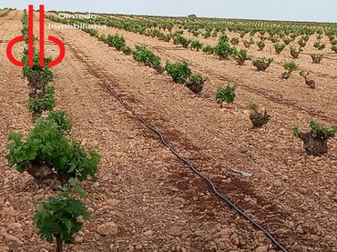 Terreno rustico in vendita a Tomelloso
