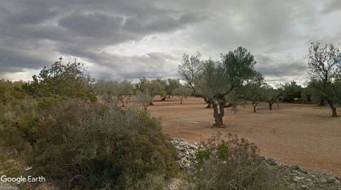 FINCA DE OLIVAR CON VIVIENDA A REHABILITAR