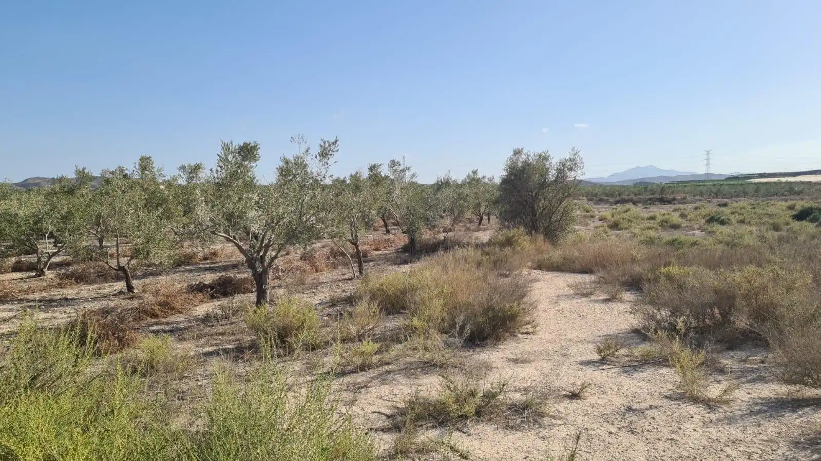Finca rústica en venda en Alicante / Alacant