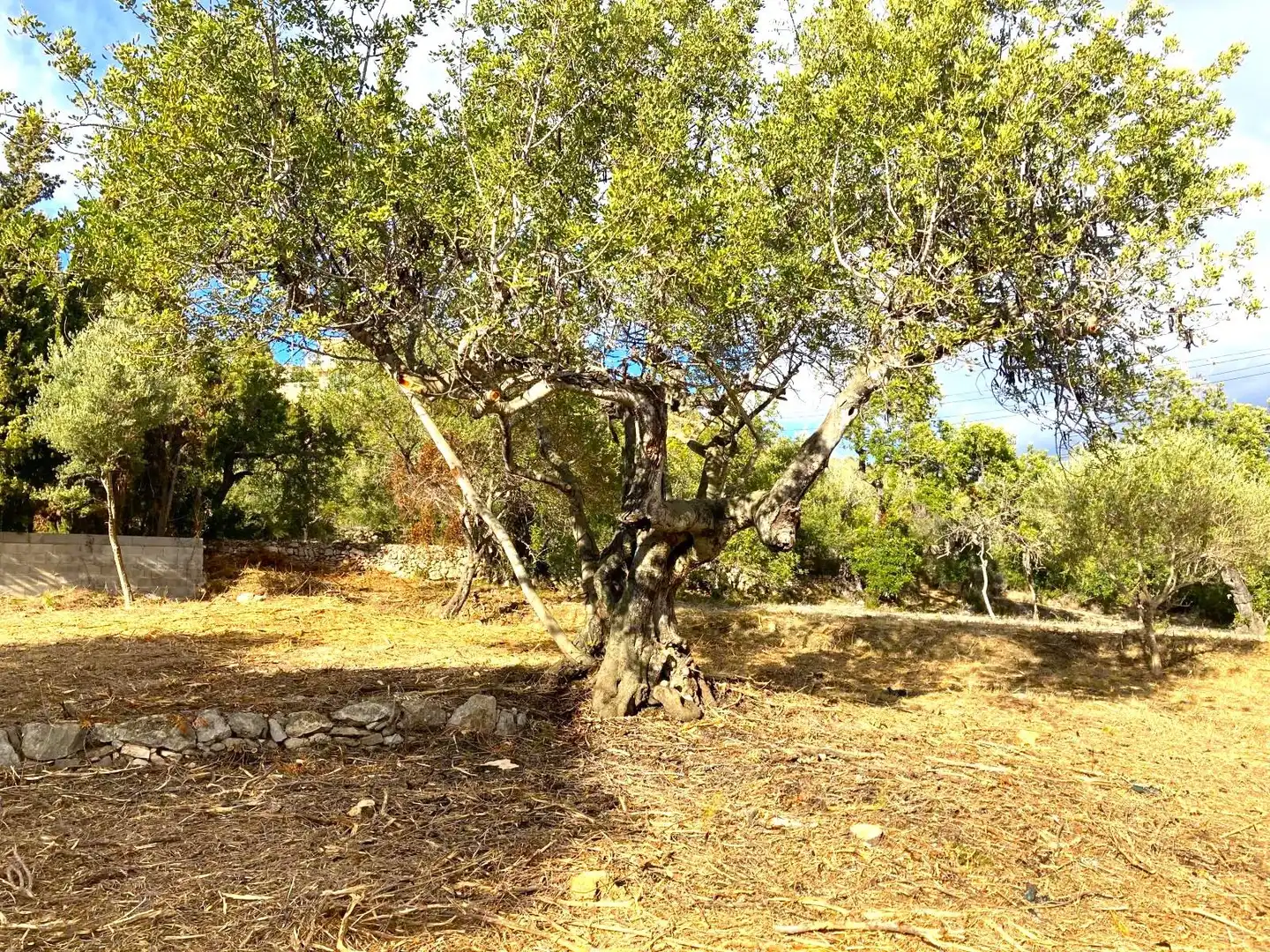 Terreno residenziale in vendita a Carrer de les Oliveres 7, imagen 4