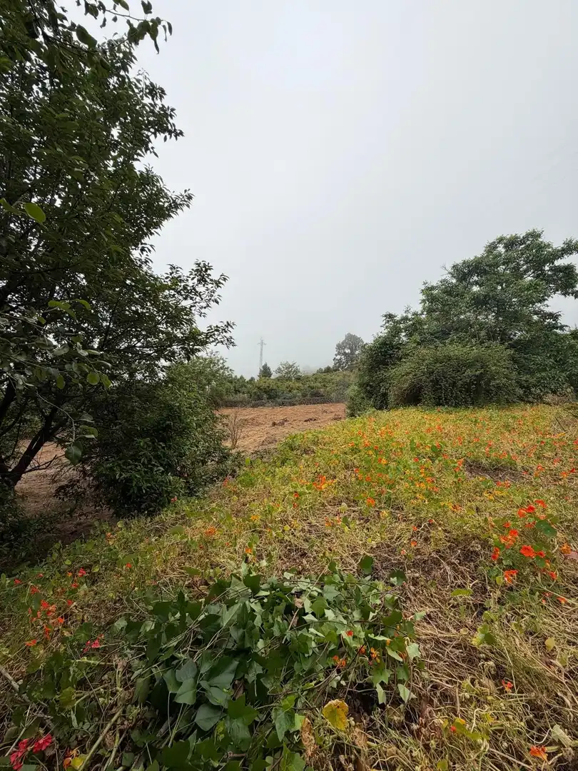 Terreno rustico in vendita a El Bebedero - Pinolere - Aguamansa, imagen 52