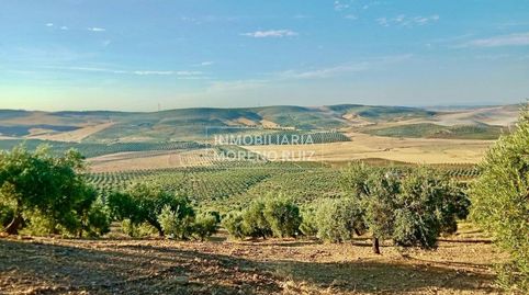 FINCA DE OLIVOS,  110 FANEGAS  DE 1 PATA.  2 POSOS Y CORTIJO.
