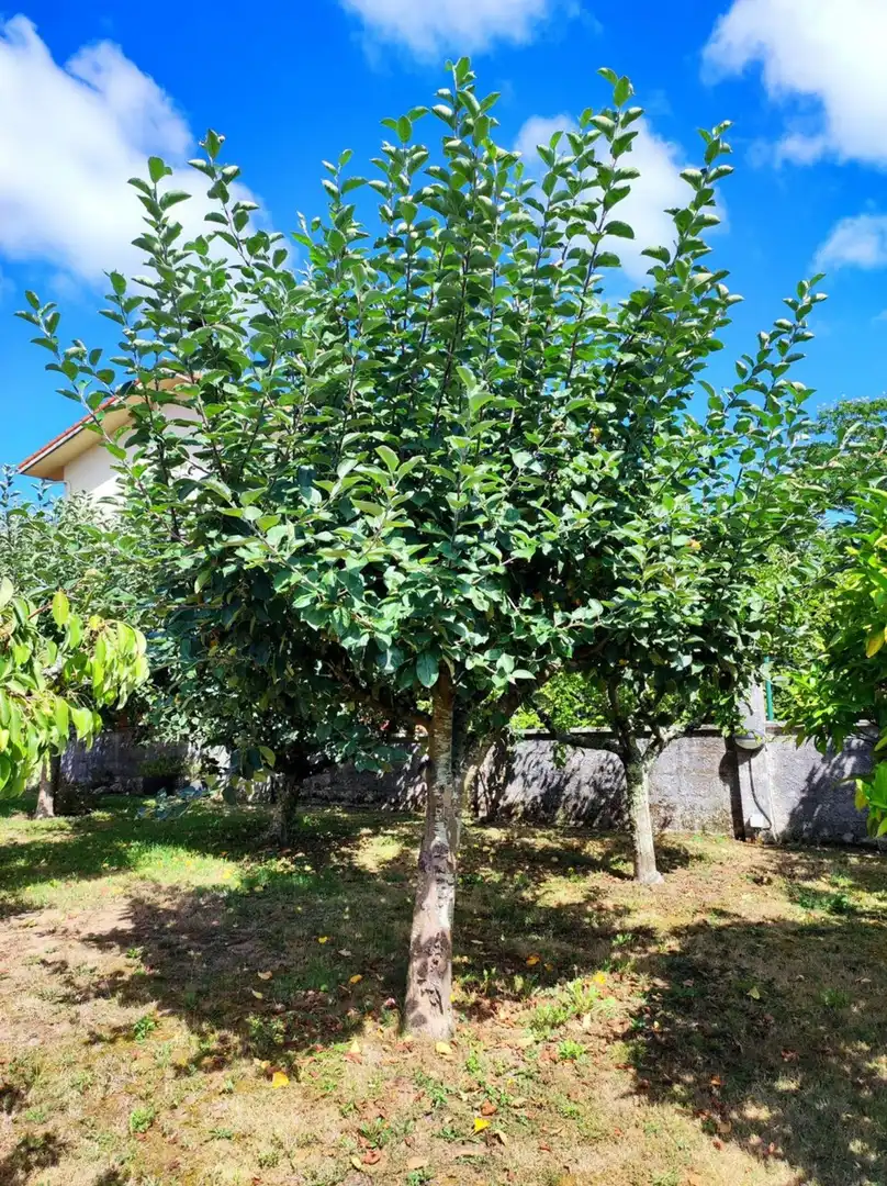 Villa con giardino in vendita a SOBRE IGREXA, imagen 77