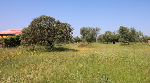 Foto 2 von Grundstücke zum Verkauf in Esparragalejo, Badajoz