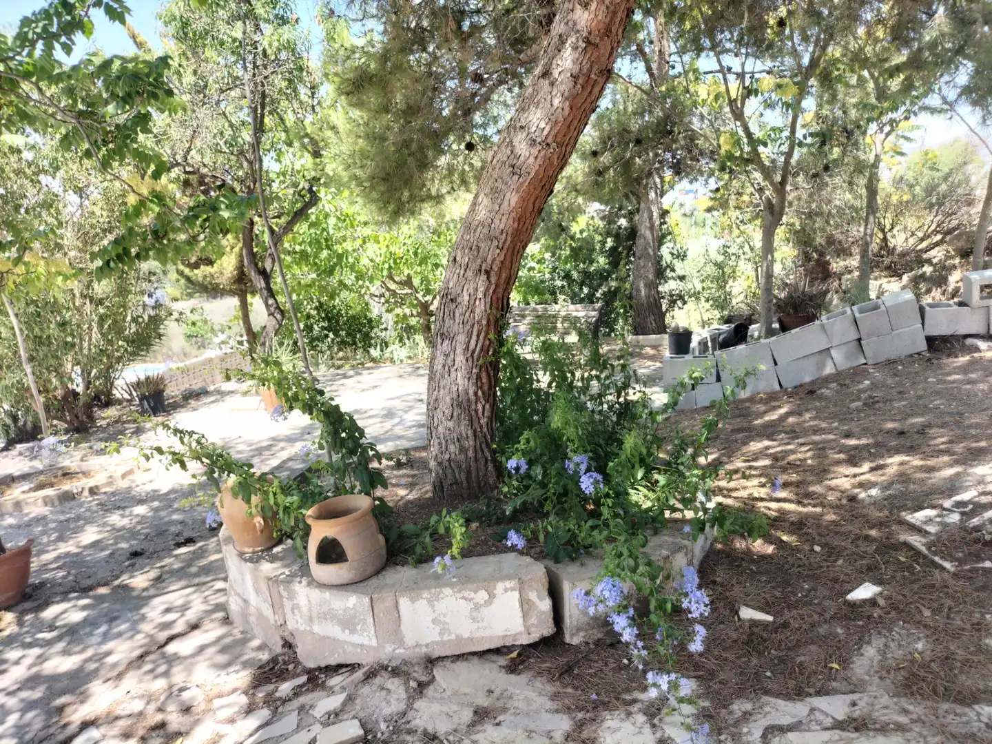 Jardín de Casa o chalet en venta en Sax con Jardín privado, Terraza y Trastero