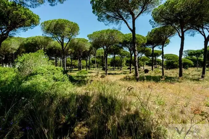 Terrenys i solars en venda a Novo Sancti Petri, imagen 5
