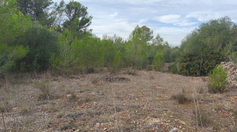 Finca de garriga y pinar, immagine 4