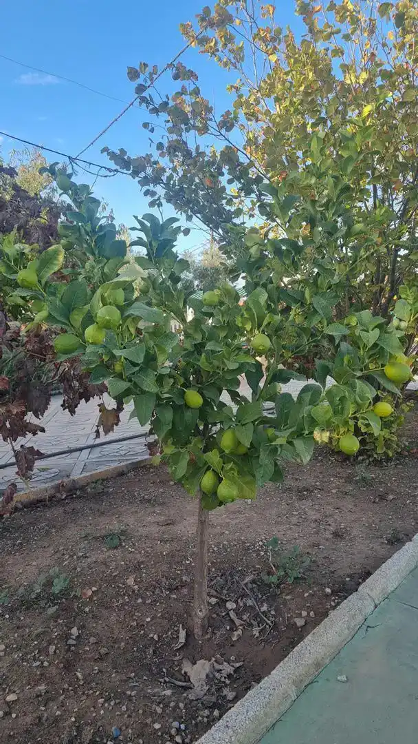Casa o chalet en venta en Baza con Jardín privado y Piscina