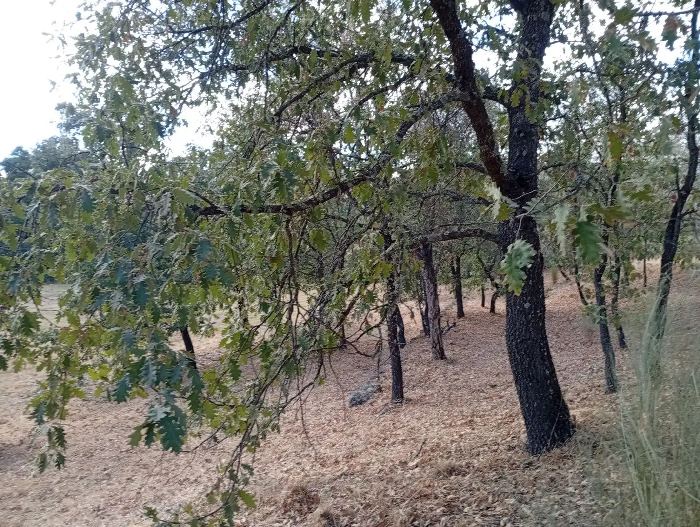 Terreni e lotti in vendita a Villanueva de la Vera, imagen 48
