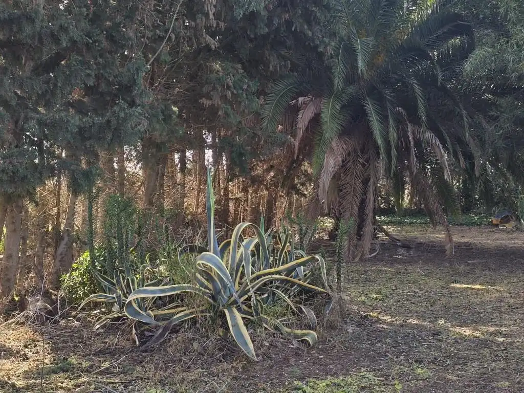 Garden of Residential for sale in Chipiona