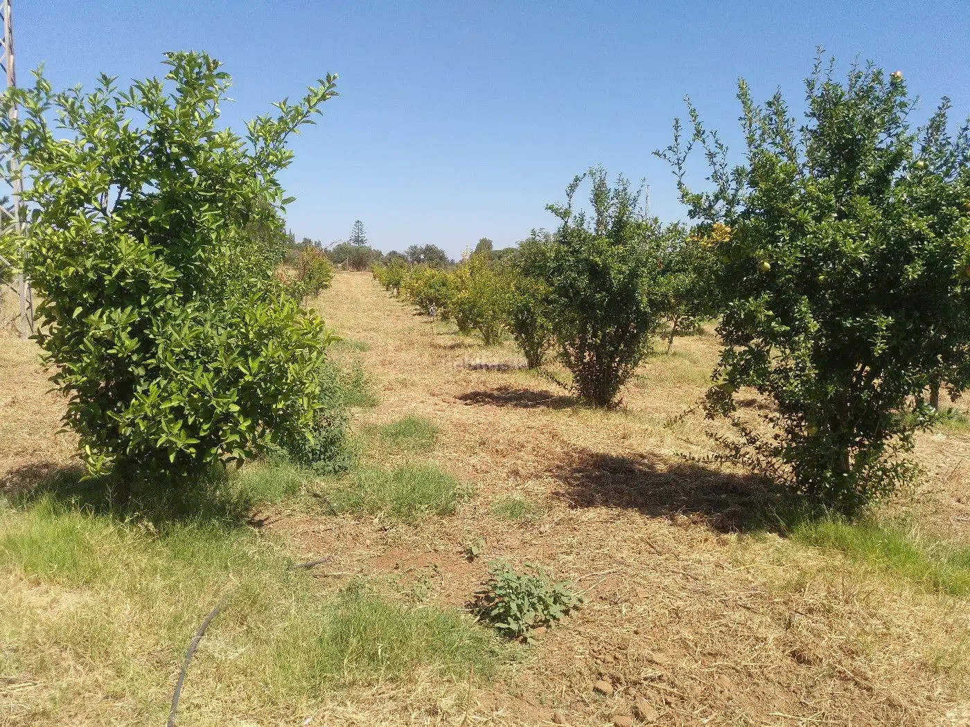 Terrenos y solares en venta en Finca la Calvilla 8, imagen 9