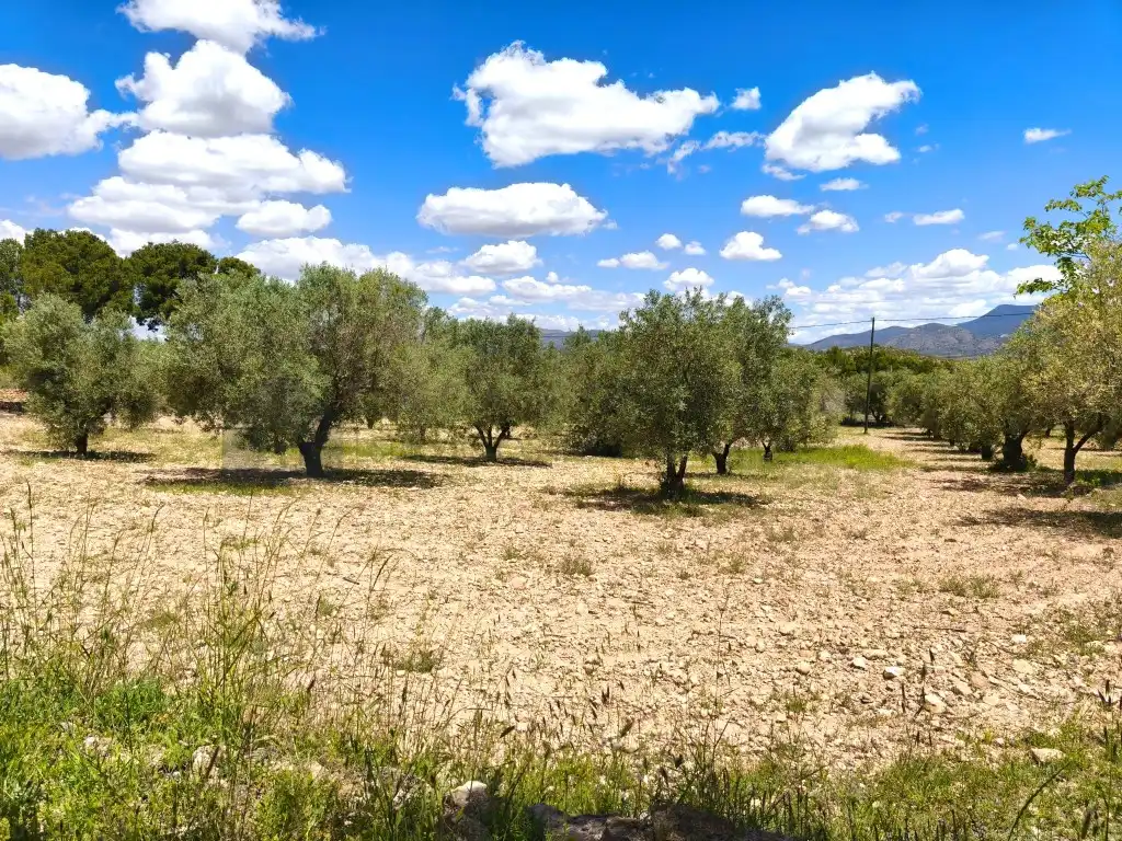 Finca rústica en venta en Sax